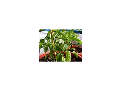 Photo Small Chilli Plants Food