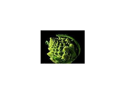Photo Small Fractal Broccoli Food