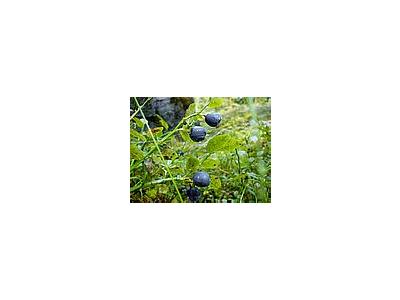 Photo Small Blueberries Food