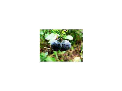 Photo Small Blueberries 3 Food