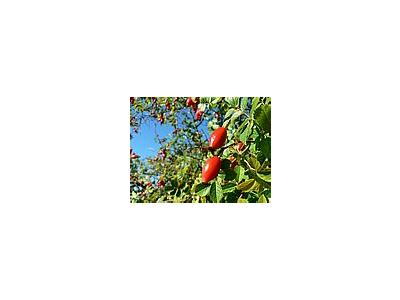 Photo Small Dog Rose Hips Food