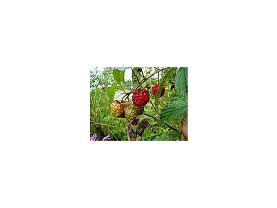 Photo Small Raspberries Food