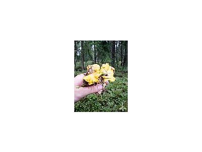 Photo Small Yellow Chantarelles Food