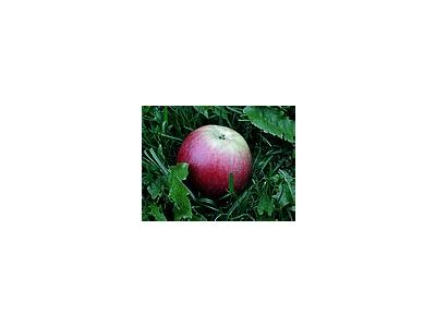 Photo Small Apple 11 Food