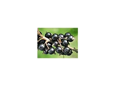 Photo Small Black Currant 3 Food