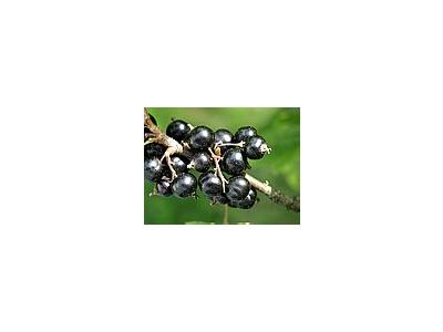 Photo Small Black Currant 4 Food