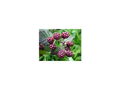 Photo Small Blackberries 4 Food