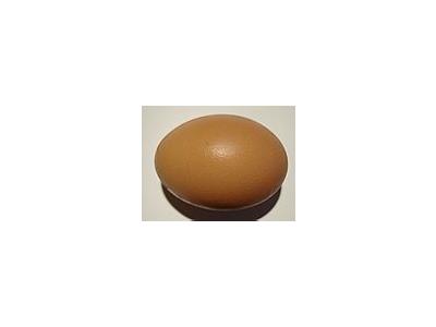 Photo Small Egg 2 Food