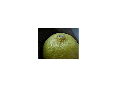 Photo Small Lemon 1 Food