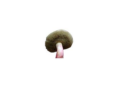Photo Small Mushroom 5 Food