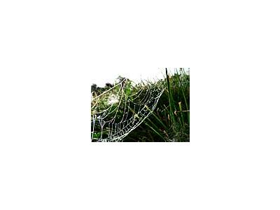 Photo Small Dew Covered Spider Web 2 Insect