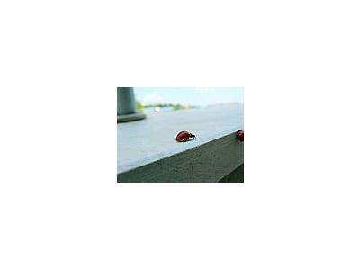 Photo Small Ladybug Closeup Insect