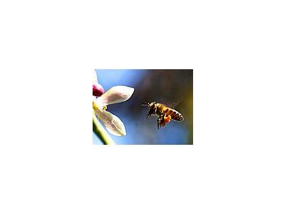 Photo Small Bee Pollen Insect