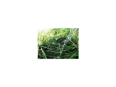 Photo Small Dew Covered Spider Web 4 Insect