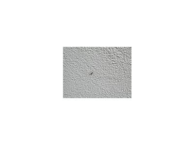 Photo Small Ant Insect