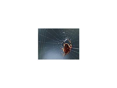 Photo Small Spider Web Insect