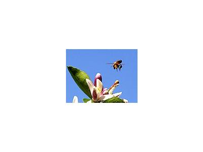 Photo Small Bee Pollen 2 Insect