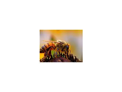 Photo Small Bee Pollen 3 Insect
