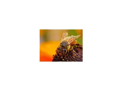 Photo Small Bee Pollen 4 Insect