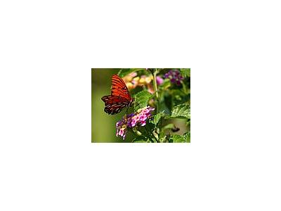 Photo Small Butterfly 4 Insect