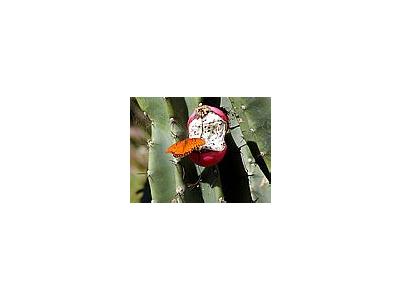 Photo Small Butterfly And Cacti Insect