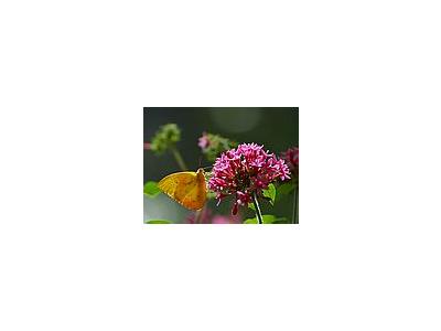 Photo Small Butterfly Flower Insect