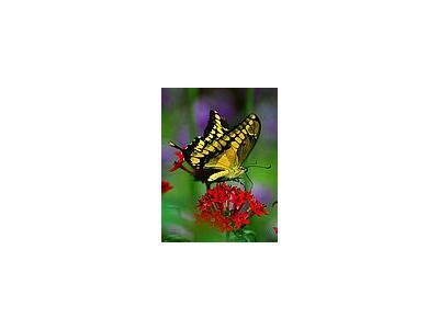 Photo Small Butterfly Flower 2 Insect