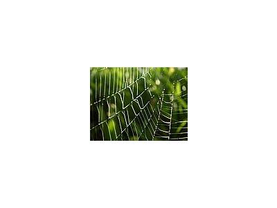 Photo Small Dew And Spiderweb Insect