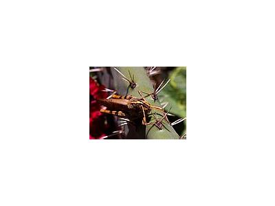 Photo Small Grasshoppers Insect