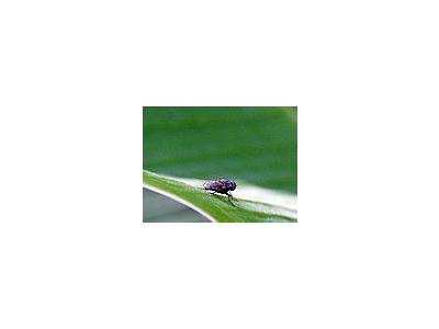 Photo Small Housefly Insect