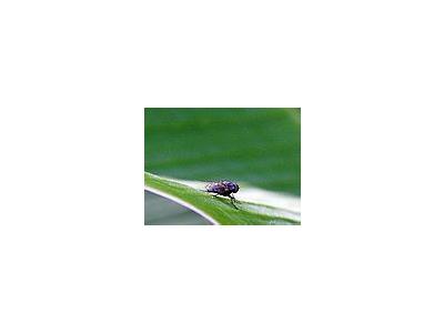 Photo Small Housefly Insect