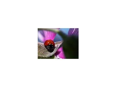 Photo Small Lady Bug Insect