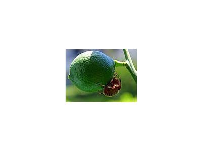 Photo Small Lime Spider Insect