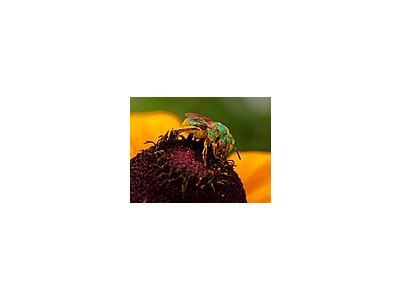 Photo Small Pollen And Sweat Bees Insect