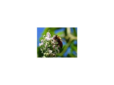 Photo Small Pollinating Bee Insect