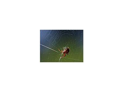 Photo Small Spider Web 2 Insect