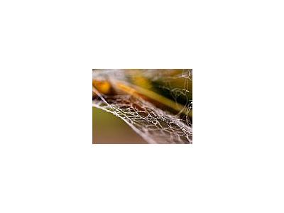 Photo Small Spiderweb 3 Insect
