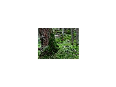 Photo Small Climbing Moss Landscape