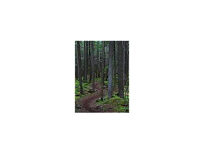 Photo Small Forest Trail Landscape