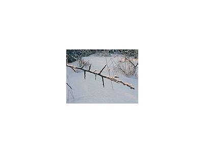 Photo Small Frostbitten Twig 2 Landscape