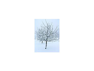 Photo Small Fruit Tree In Winter Clothing Landscape
