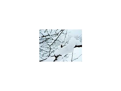 Photo Small Snow Branch Landscape