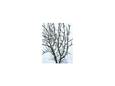 Photo Small Snow White Tree 2 Landscape