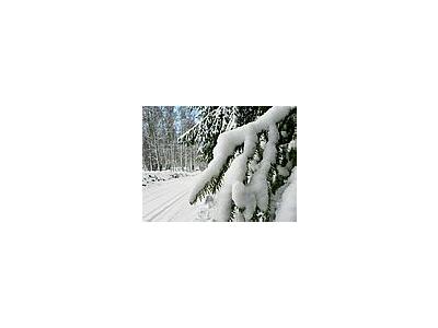 Photo Small Snowy Branch Landscape