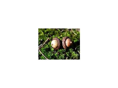 Photo Small Acorn Landscape