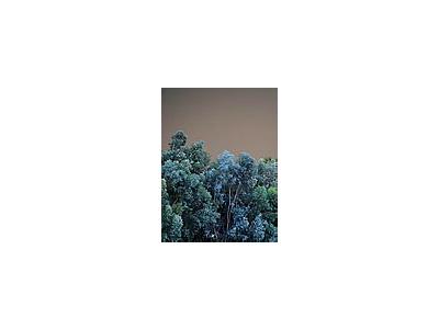 Photo Small Wood Trees Landscape