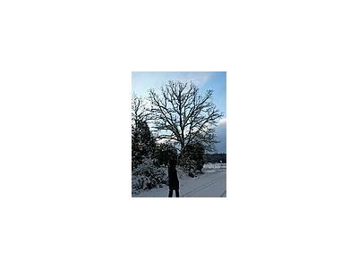 Photo Small Snowy Oak Tree Landscape