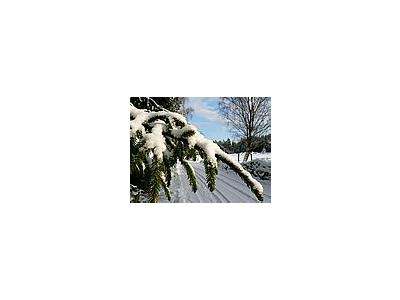 Photo Small Snowy Spruce Branch Landscape