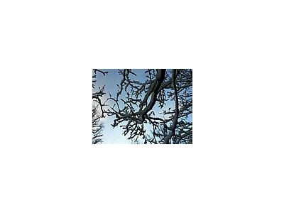 Photo Small Snowy Tree Branch Landscape