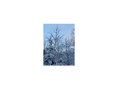 Photo Small Snowy Trees Landscape